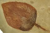 Detailed Fossil Leaf (Celtis) - Montana #356551-1